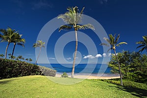 Palm tree in front of Ulua Beach, south Maui, Hawaii, USA