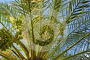 Palm tree with fruit on a background of blue sky