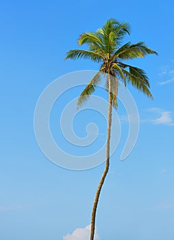 Palm tree with the fruit of coconut