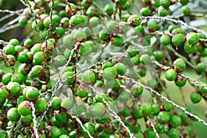 Palm tree fruit - Neodypsis