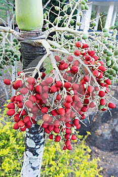 Palm tree fruit