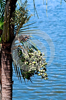 Palm Tree Fruit at Seashore