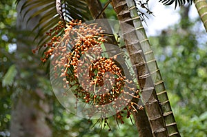 Palm tree fruits, blurred background. Coconuts photo