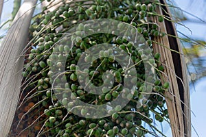 Palm tree and fruits of Butia capitata