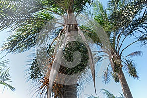 Palm tree and fruits of Butia capitata