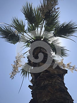 palm tree in full bloom photographed from below with the blue sky in the background