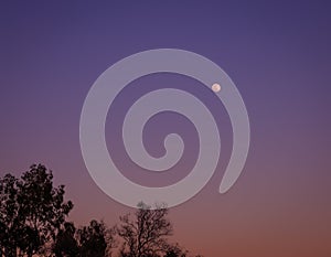 Palm Tree and Full Moon In Colorful Night Sky