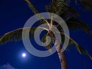 Palm tree and full moon at night with dark blue sky