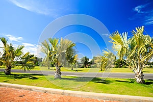 Palm tree garden under blue sky