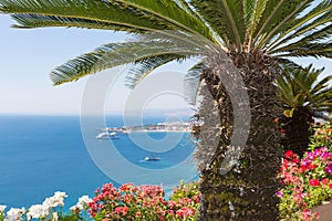 Palm tree and geranium flowers with seascape at Sicily