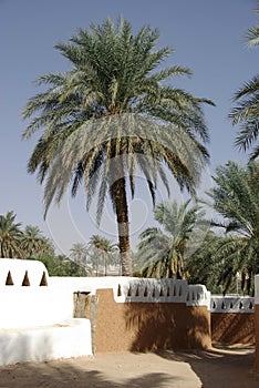 Palm tree in Ghadames, Libya