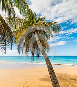 Palm tree and golden sand in La Perle beach in Basse Terre in Guadeloupe
