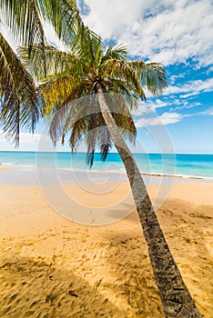 Palm tree and golden sand in La Perle beach in Basse Terre in Guadeloupe