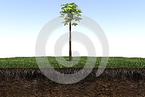 Palm tree on the grass and a slice of soil under it