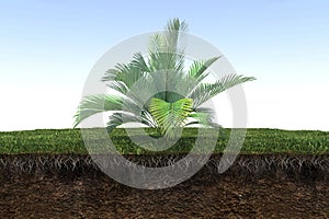 Palm tree on the grass and a slice of soil under it