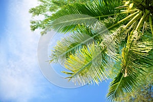 Palm tree green branches on bright blue sky, white clouds background, sunny day on tropical beach, design element tourist poster