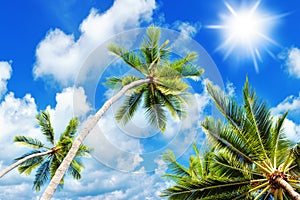 Palm tree green branches, sun blue sky white cloud background, coconut palms leaves, tropical sea island beach, ocean