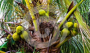 Palm tree with green coconuts