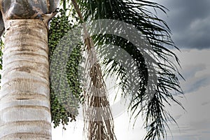 Green dates palm tree in summer in the city of federation, province of entre rios argentina photo