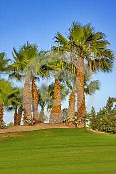 Palm tree on the green field