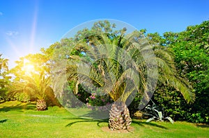 Palm tree on green grass lawn
