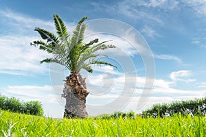 Palm tree on green lawn