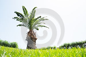 Palm tree on green lawn