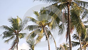 Palm tree with green leaf and sun ray on tropical Maldives island, exotic place