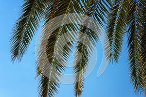 Palm tree green leaves against blue sky, sunny travel tropical background, summer holidays