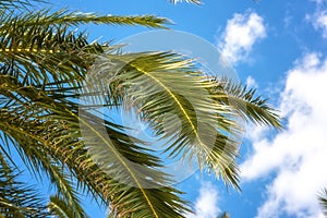 Palm tree green leaves against blue sky, sunny travel tropical background, summer holidays