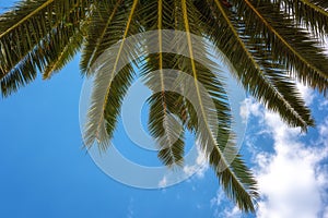 Palm tree green leaves against blue sky, sunny travel tropical background, summer holidays