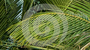 Palm tree with green leaves background