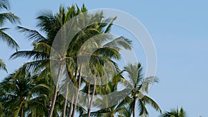 Palm tree with green leaves on blue clear sky no clouds background