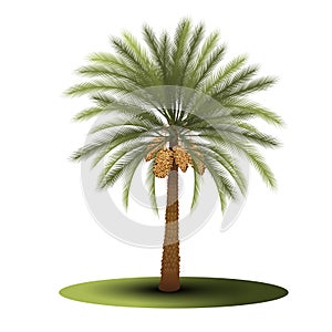 Palm tree with green leaves and dates