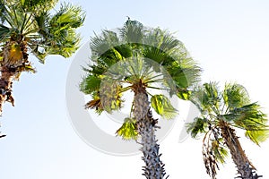 Palm tree with green leaves and growing dates on them. Beautiful palms with dates on blue sky background. Bottom view