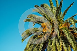 Palm tree with green leaves and growing dates on them. Beautiful palms with dates on blue sky background