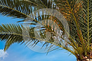 Palm tree with green leaves and growing dates on them. Beautiful palms with dates on blue sky background