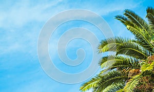 Palm tree with green leaves and growing dates on them. Beautiful palms with dates on blue sky background