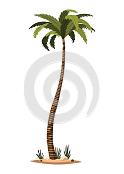 Palm tree with green leaves top and trunk. Exotic fruitful tree. Vector nature flora isolated on white background