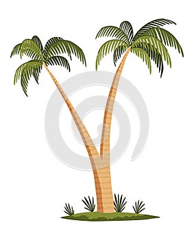 Palm tree with green leaves top and trunk. Exotic fruitful tree. Vector nature flora isolated on white background