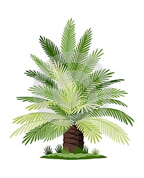 Palm tree with green leaves top and trunk. Exotic fruitful tree. Vector nature flora isolated on white background