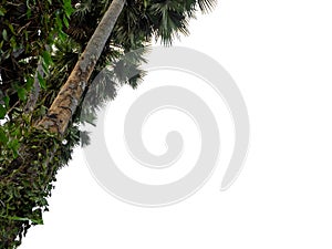 Palm tree group. High resolution tree landscape isolated on white background for print and web page with cut paths and alpha