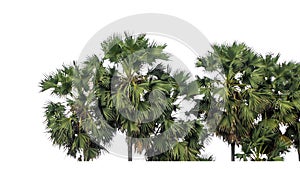 Palm tree group. High resolution tree landscape isolated on white background for print and web page with cut paths and alpha