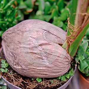 Palm tree growing from a coconut in the store for home gardening