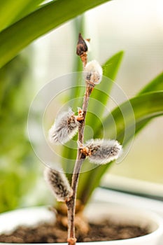 Palm tree grows on a windowsill near a window