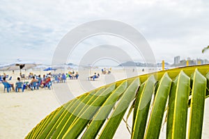 Palm tree at Guaruja beach