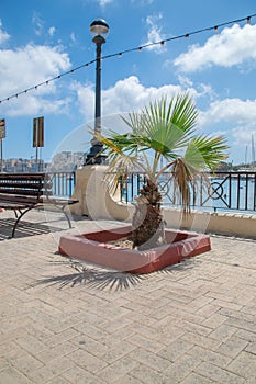 Palm tree in Gzira, Malta.