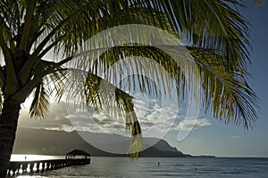 Palm tree and Hanalei Bay.