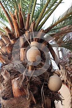 Palm tree with handcrafted jars from Nizwa Oman photo