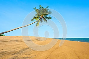 Palm tree hang over sand dune and ocean on tropical island